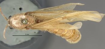 Media type: image;   Entomology 534458 Aspect: habitus dorsal view